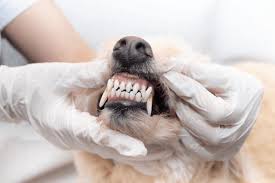 Dentistry