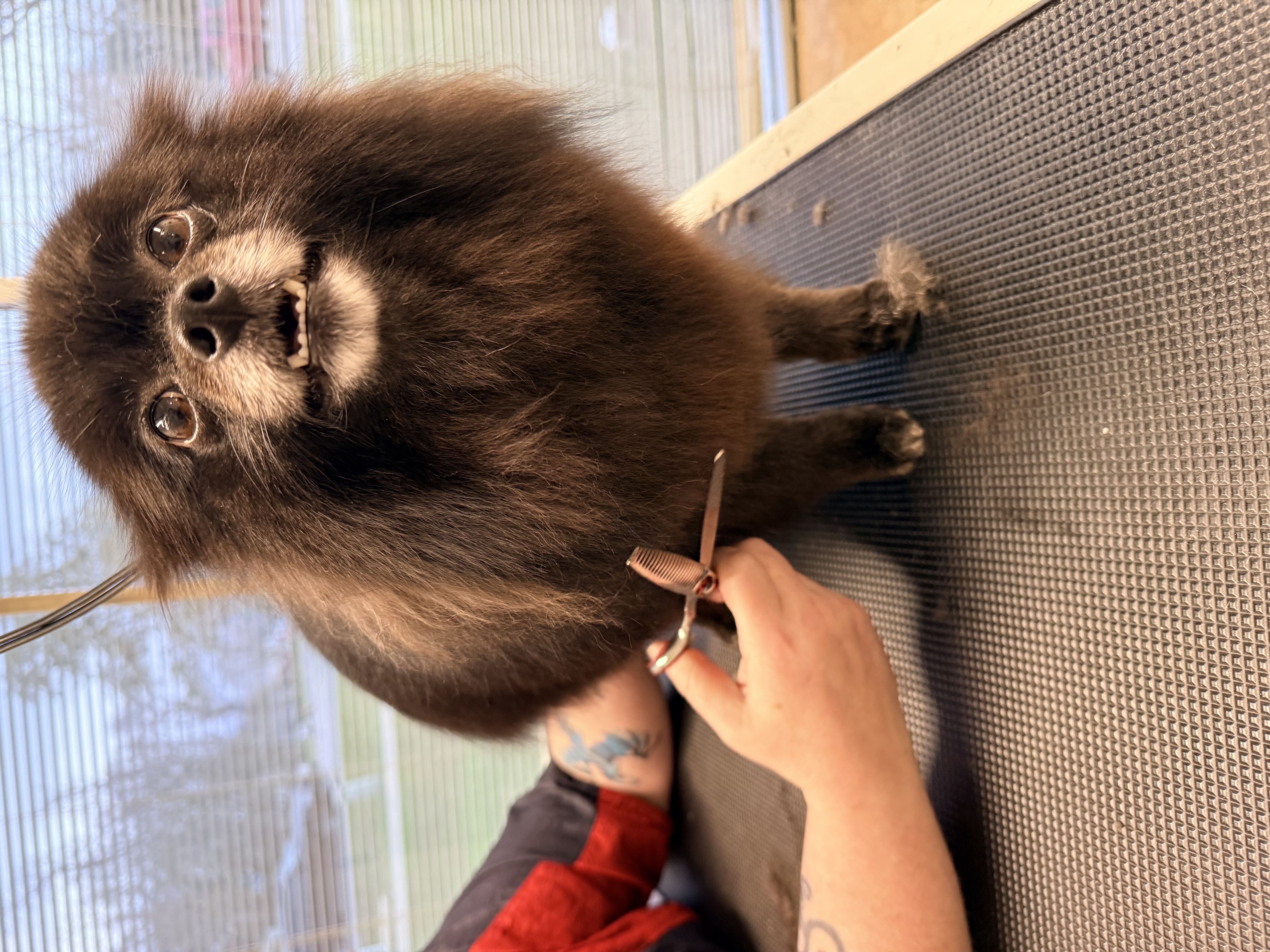Grooming