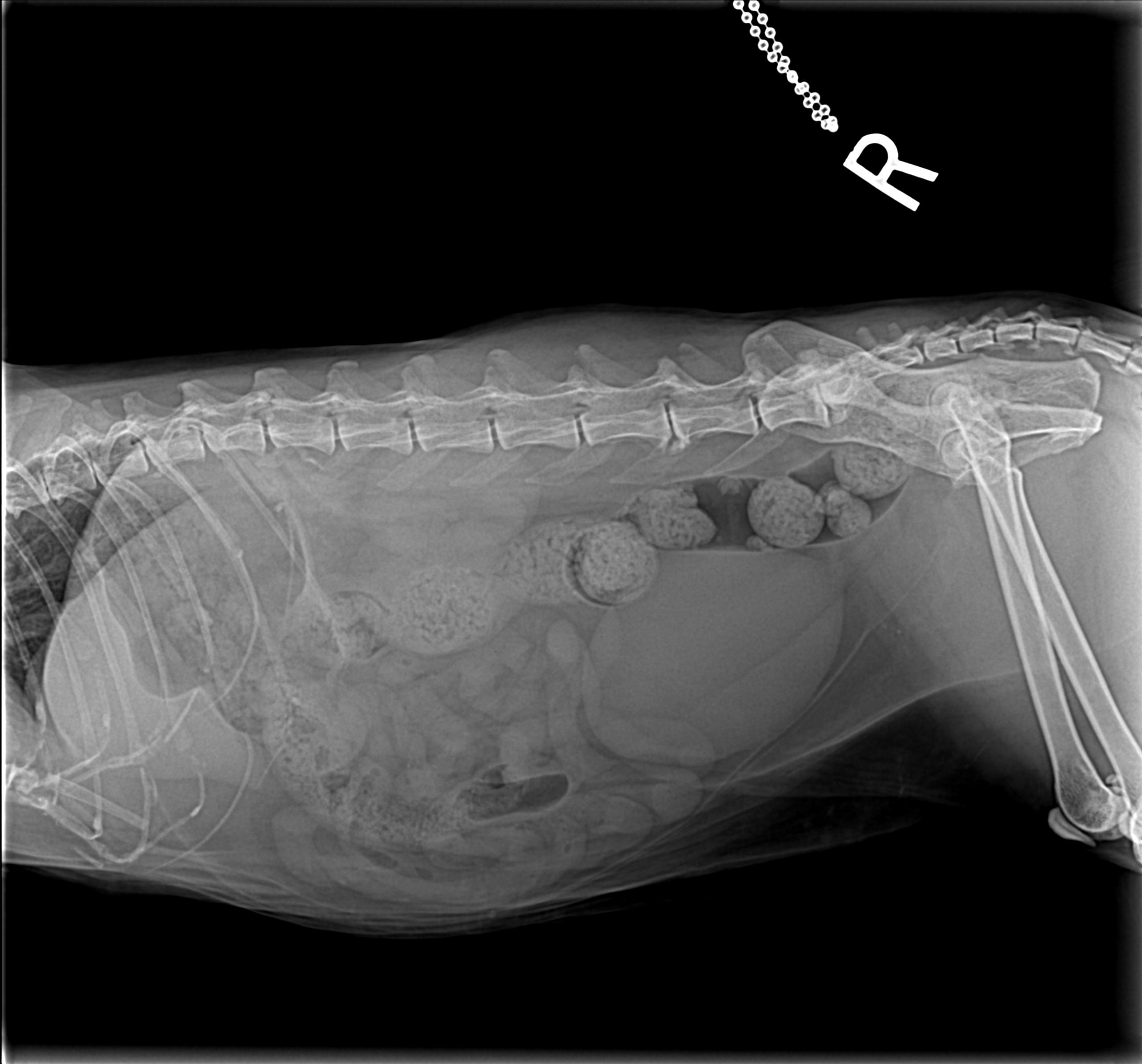 Pet Radiology