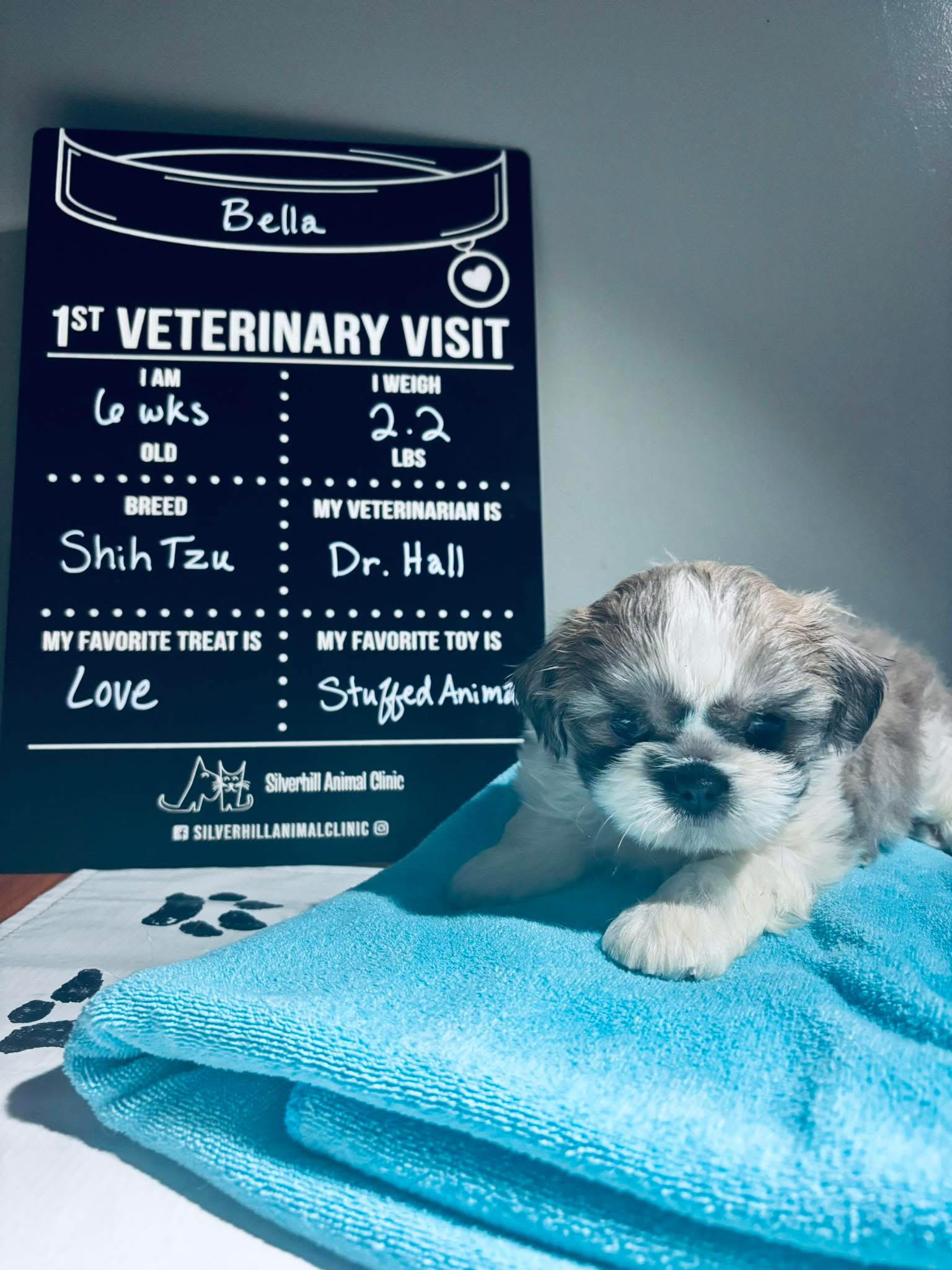 Wellness Exams